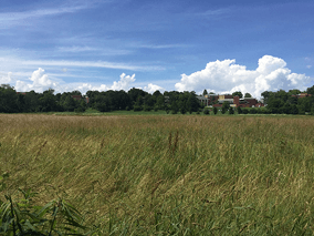 pastureland